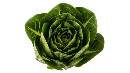 Obraz premium Close-up of a Romaine Lettuce Head Forming a Rose Shape salad green