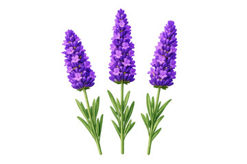 Obraz premium Lavender flowers standing on transparent background, showcasing aromatic herb and floral scent for aromatherapy products