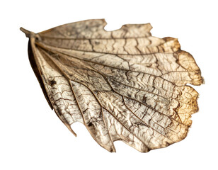 Delicate, dried insect wing with intricate veining, against a dark background