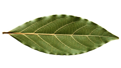 Obraz premium Green Bay Leaf with Detailed Veins on Black Background image graphic