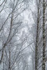 Fototapeta premium Silent winter forest, Frosty trees touch pale sky, Delicate branches frosted under overcast sky, Snowcovered branches and trunks create peaceful silence in chilly winter landscape