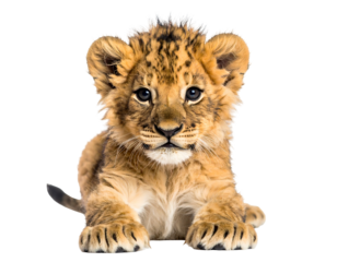 Adorable lion cub with soft fur, big curious eyes, and faint mane