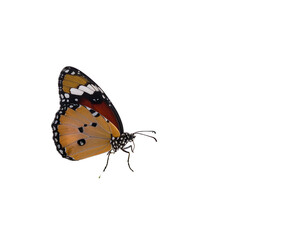 Obraz premium A monarch butterfly, wings open, isolated on a black background