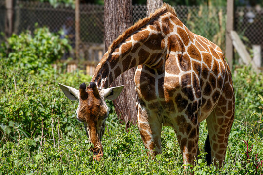 Jirafa de Rothschild aliment&aacute;ndose en la naturaleza, fauna salvaje de Kenia en libertad, retrato de jirafa africana en la sabana