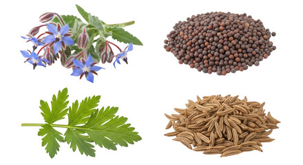 Assortment of spices herbs and flowers transparent background
