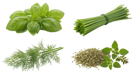 Fresh herbs collection basil chives dill oregano transparent background food ingredients