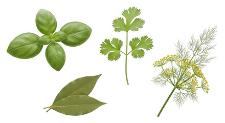 Fresh herbs on transparent background green leaves natural food overhead