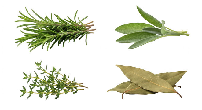 Fresh herbs rosemary sage thyme bay leaves transparent background