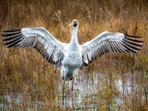 Grey Cranes or Australian Brolga 