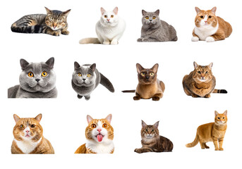 Cat set isolated on white background for compositing