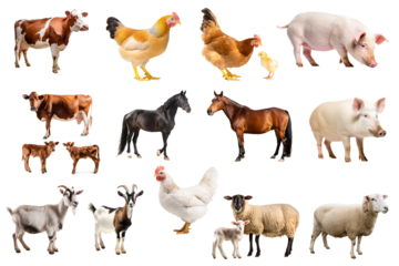 farm animals set isolated on white background