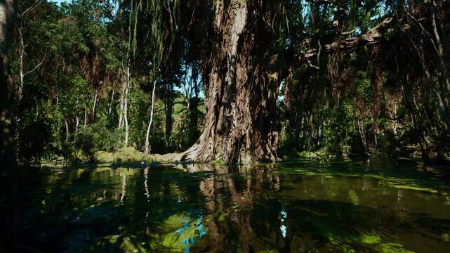 dramatic swamp light filtering through dense canopy, tangled roots and dark pools, raw environment suited for survival training, outdoor expedition