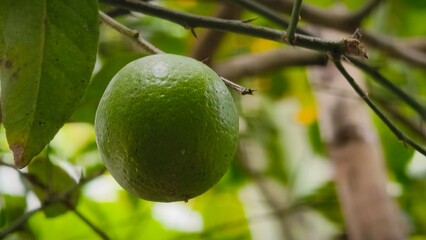 close up of lime on a natural tree