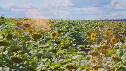 A Beautiful and Vibrant Sunflower Field Beneath a Bright Blue Sky on a Sunny Day
