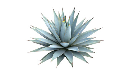 Obraz premium Blue Agave Plant Isolated