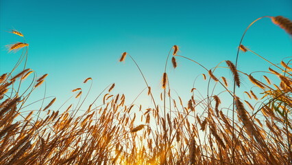 A breathtaking golden sunset casts its glow over the tall, lush grasses in the field