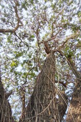 Landscape the big tree with nature background