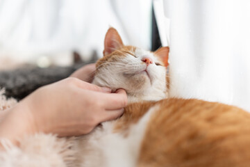 かわいい飼い猫を撫でる飼い主　茶トラ白