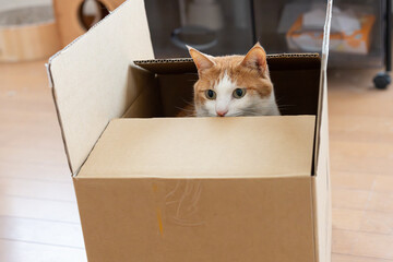 ダンボール箱に入った猫　茶トラ白	