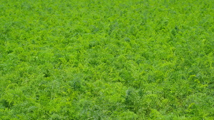A Vibrant Green Field Full of Fresh Growth and Life in Flourishing Natures Abundance