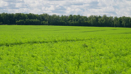 Obraz premium The Expansive Lush Green carrots Fields Beneath a Dramatic Cloudy Sky Are Truly Mesmerizing