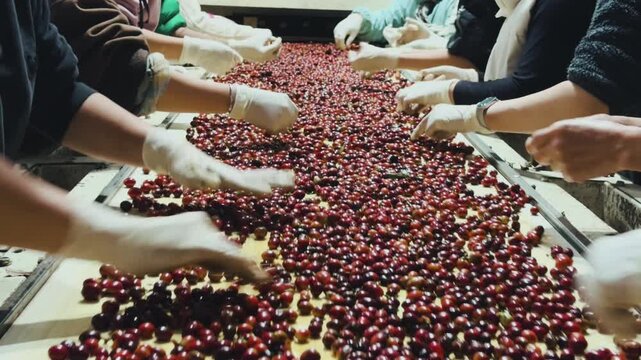 Manual Coffee Selection Workers Hand Sorting Ripe Cherries on Conveyor Belt
Workers manually remove unripe, over-ripe, or defective fruit that passed through mechanical sorters