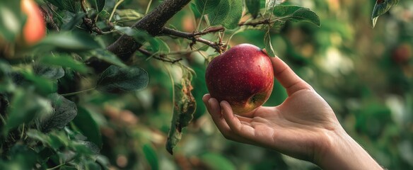The Apple Hand Held in an Orchard Ripe for Picking on a Sunny Day