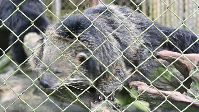 A Binturong (or Bear Cat) living in the cage in wildlife conservation area in Thailand. It has thick long hair. Its coat is coarse and black in color. It face is also look like bear. 