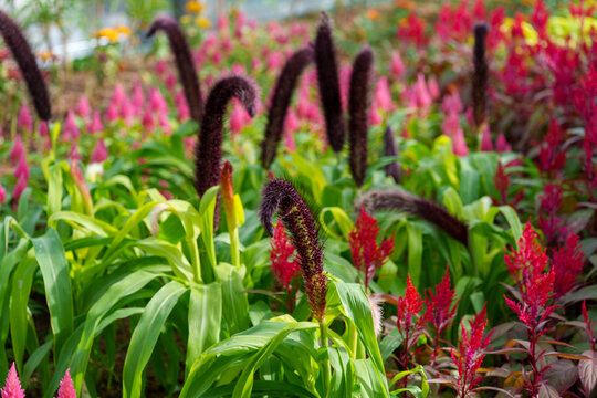 A garden scene with fuzzy leaves of Ornamental millet(Setaria italica) growing