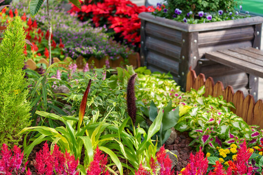 A garden scene with fuzzy leaves of Ornamental millet(Setaria italica) growing