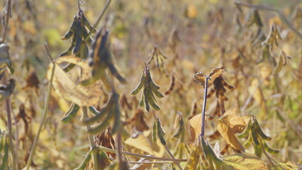 A Beautiful Golden Field of Dried Plants Bathed in Autumn Light, Showcasing Rich Colors of Nature