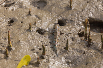 Mudskipper or Amphibious fish in the mud at mangrove forest