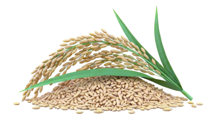 Pile of Rice Grains with Paddy Stalk and Leaves