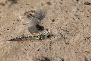 Mudskipper or Amphibious fish in the mud at mangrove forest