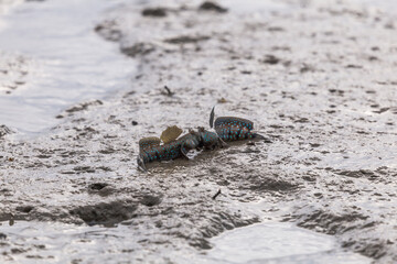 Mudskipper or Amphibious fish in the mud at mangrove forest
