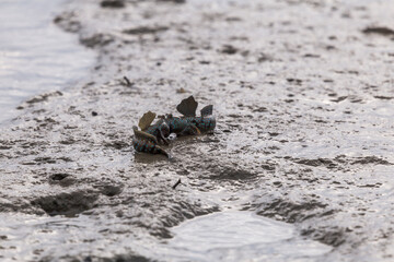 Mudskipper or Amphibious fish in the mud at mangrove forest
