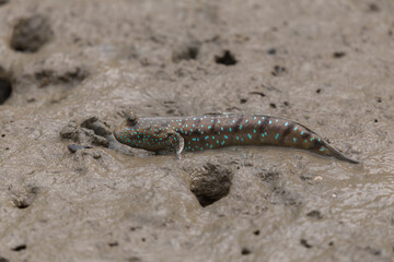 Mudskipper or Amphibious fish in the mud at mangrove forest