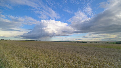 Obraz premium A Scenic Overlook Showcasing a Golden Field Beneath a Brilliant Blue Sky on a Clear Day