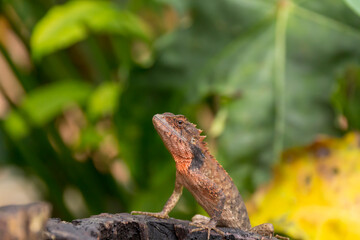 Close-up small chameleon on tree