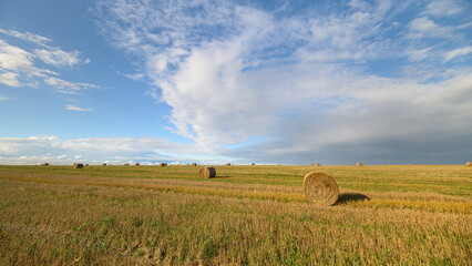 Fototapeta premium A Vast Open Field Spreading Out Beautifully Under A Bright Blue Sky Adorned By Fluffy Clouds