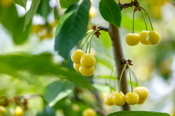 A bunch of yellow cherries hanging from a tree