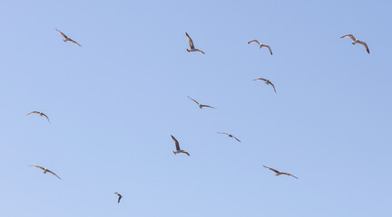 Fototapeta premium A flock of birds flying in the sky