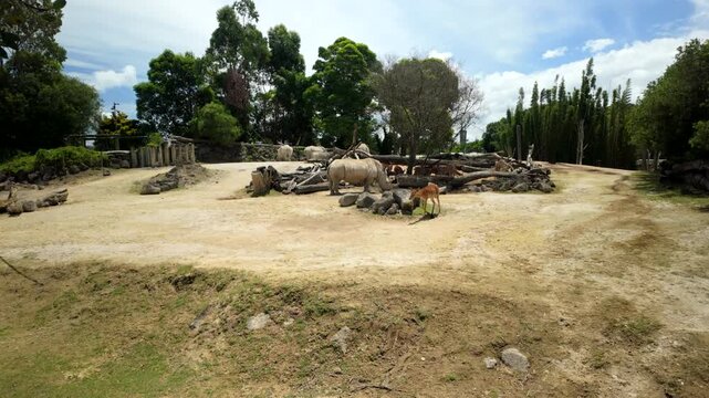 Zoo Enclosure With Rhinos Resting And Antelope Grazing Near Logs