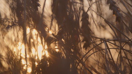 A Stunning Golden Reflection on Tall Grasses at Sunrise Creates a Beautiful Atmosphere
