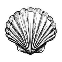 An open art book displays a decorative seashell on a black background, with its fan-like pages isolated to create a creative concept for education and reading