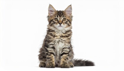 Obraz premium Cute Kitten Sitting Isolated on White Background