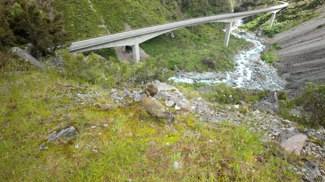 Two kea parrots fighting for food near mountain bridge in Arthurs Pass