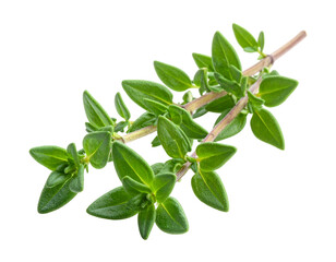 Close-up of a fresh sprig of green leaves on a woody stem, isolated on black