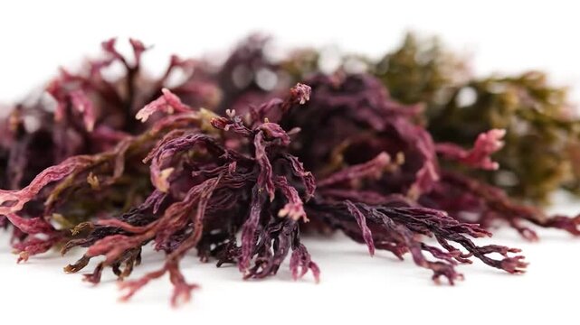 Pile of dried purple seaweed with branched, intricate structures