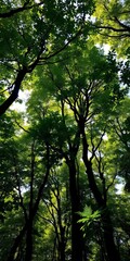 Fototapeta premium Lush forest canopy with dappled sunlight filtering through, woodland, environment
